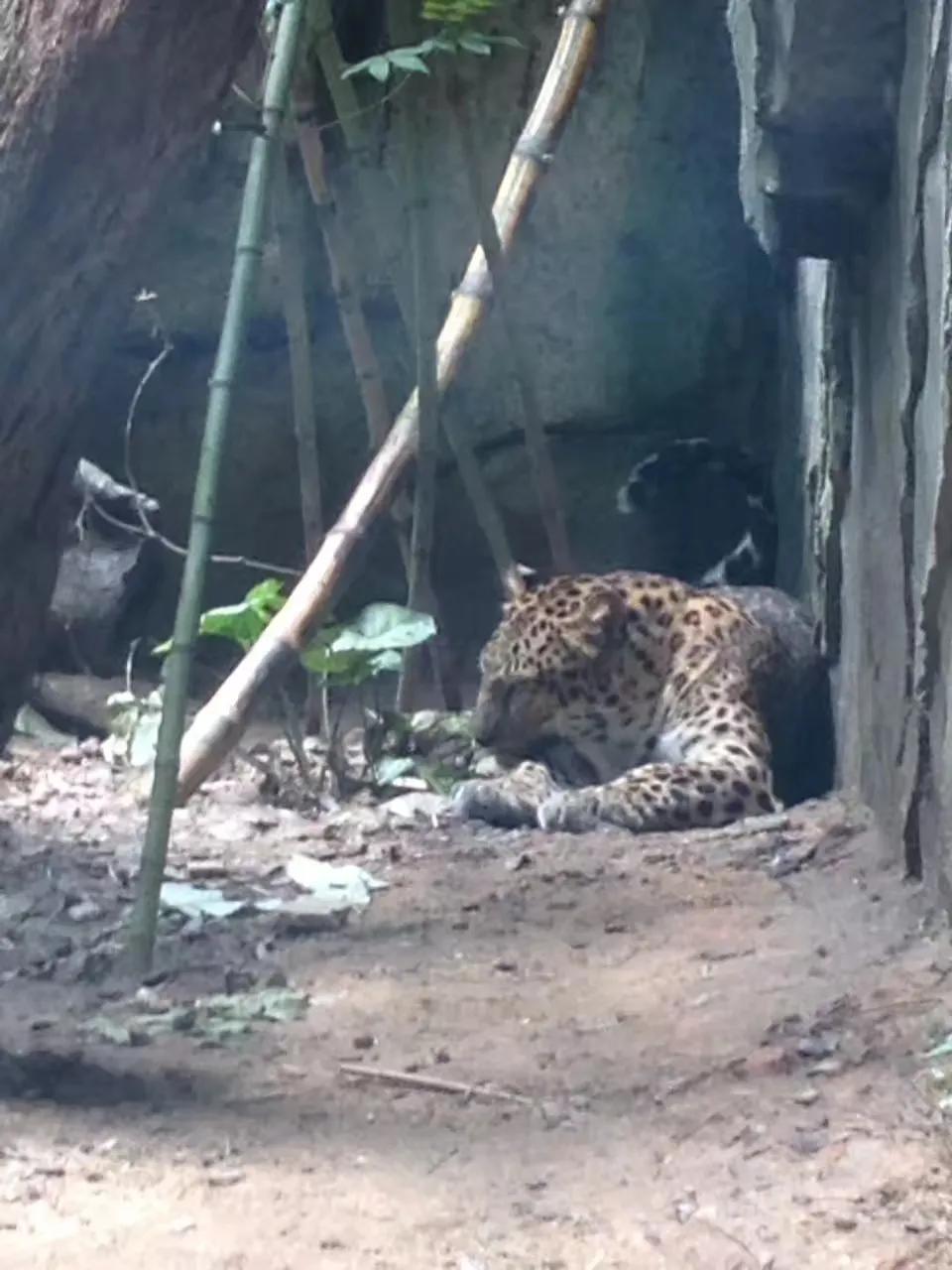 广州长隆野生动物园最全游玩攻略,长隆野生动物园游玩攻略