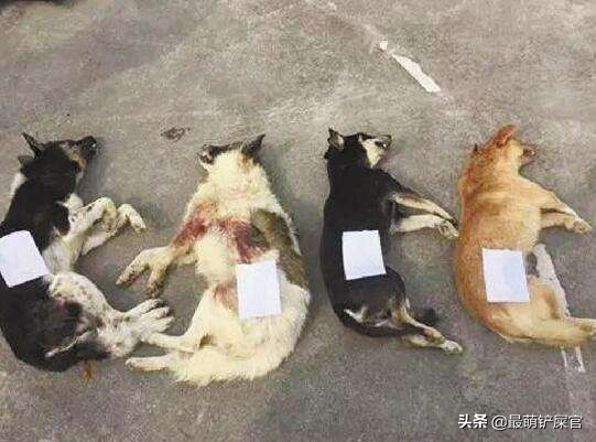 狗狗被下毒还能救回来吗,狗狗被下毒会有什么反应