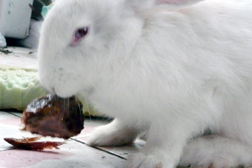 澳洲兔子吃什么好,澳洲兔子吃了什么