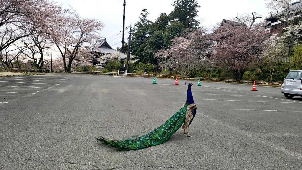 日本网友拍到凤凰,有人拍到凤凰的照片