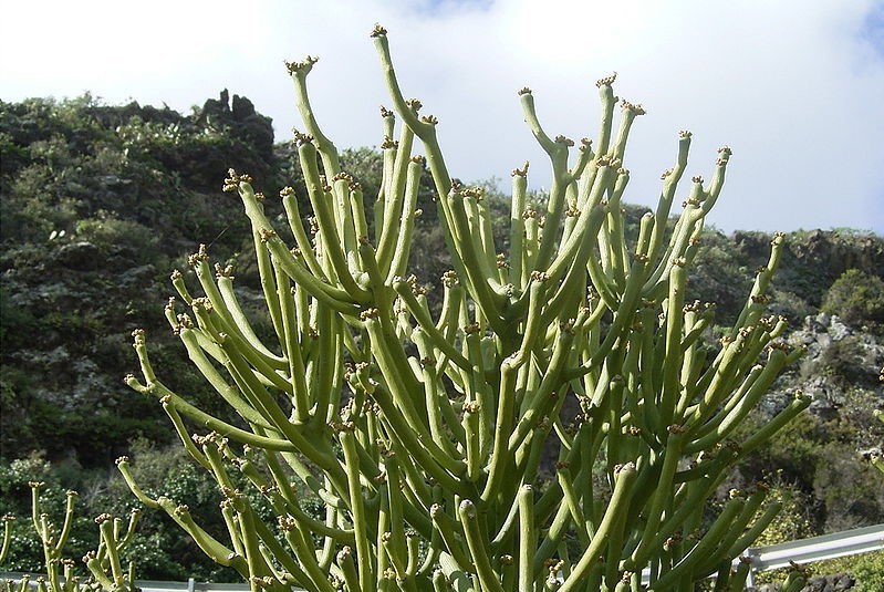 耐阴耐寒生长快的多肉植物,耐寒耐热的小型多肉植物