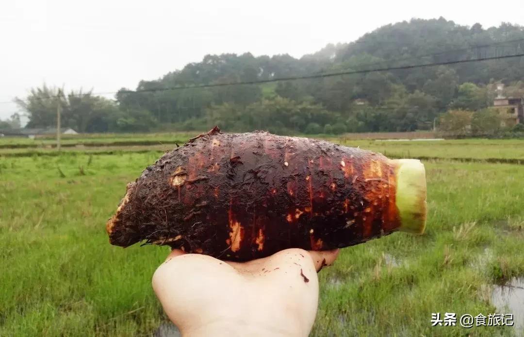 地道的荔浦芋头味道真是美,荔浦芋头乾隆皇帝吃进贡了吗