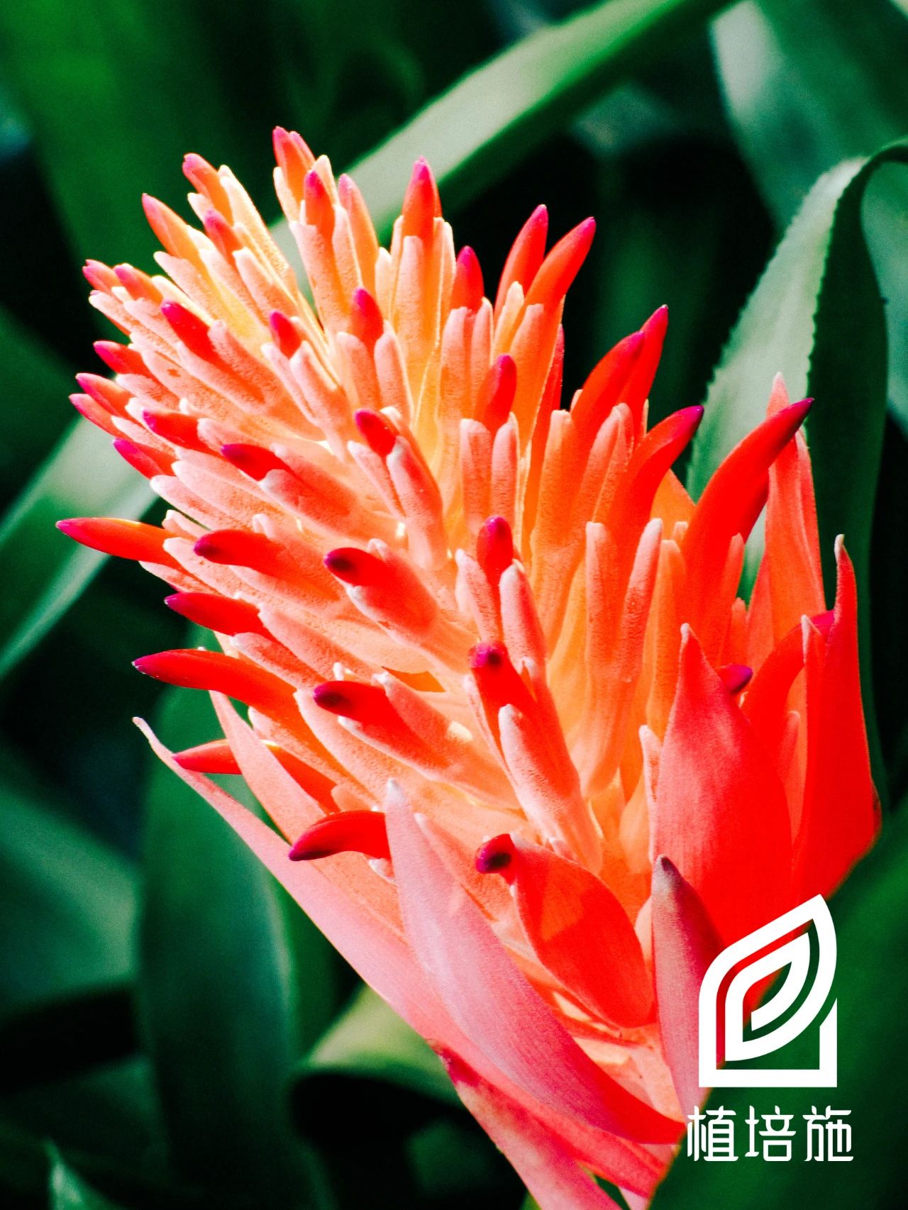 「植培施」水塔花Billbergiapyramidalis温室花卉栽培手册