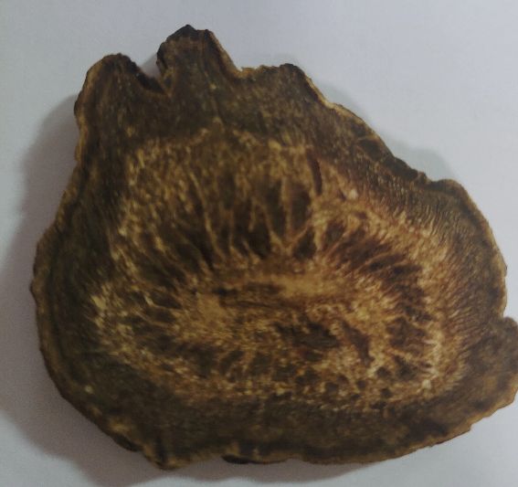 哪里的大黄是地道药材,野生中药大黄