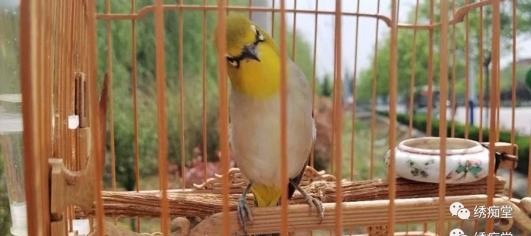 绣眼鸟的十大误区,绣眼十大禁忌