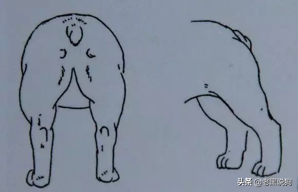 蓝法斗长大后毛色变化,国际认可纯种法斗毛色