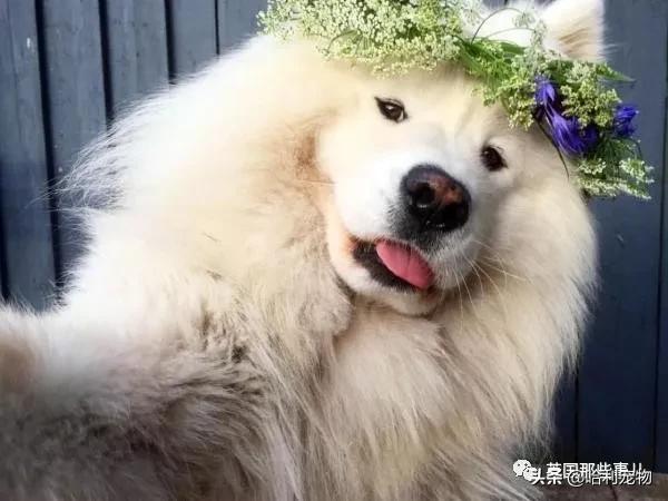 要狗看门？千万别选萨摩耶！这货除了笑不会干别的了
