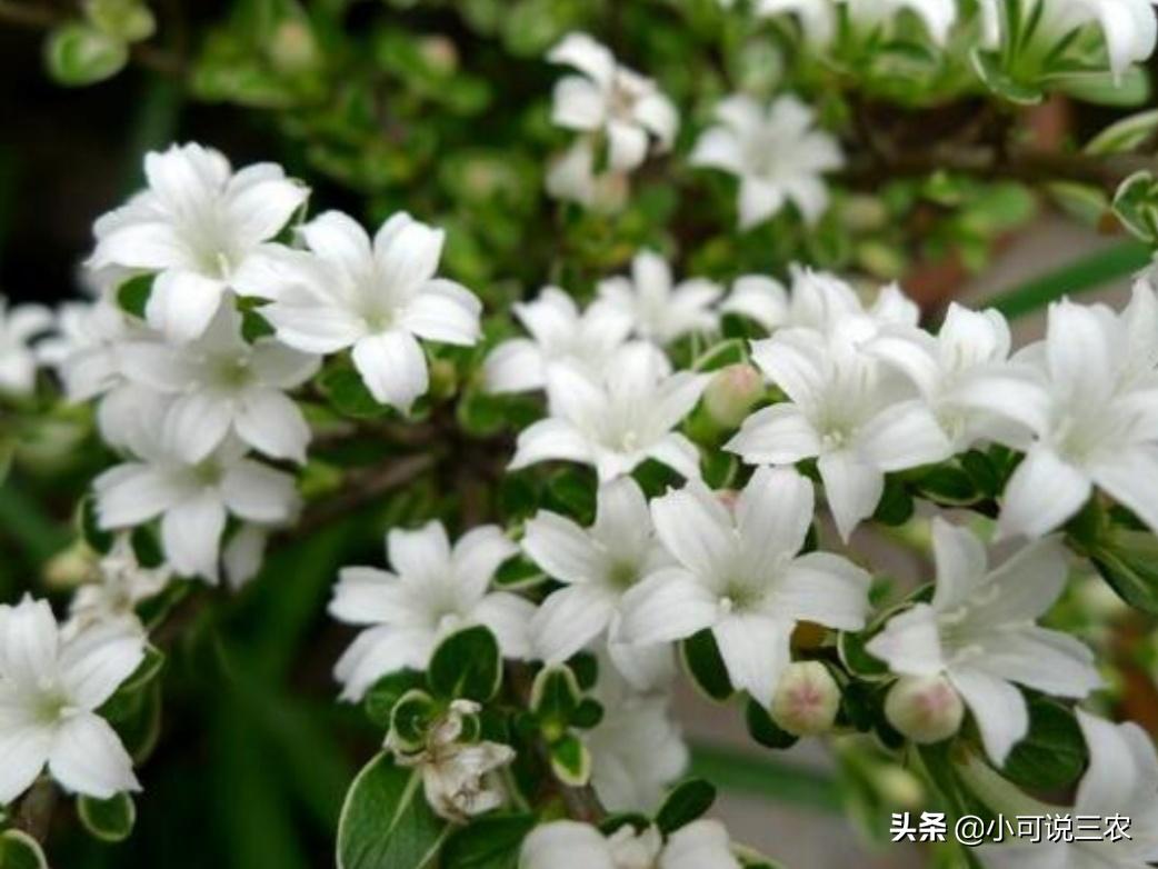 它的名字叫做六月雪，看似有着天大的冤屈，事实是你想多了