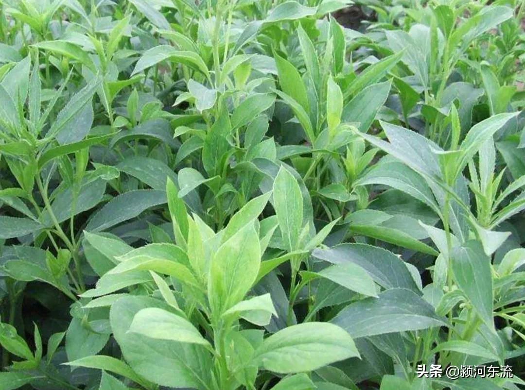 农村种植中药材哪些药材前景好,农村种植中药材