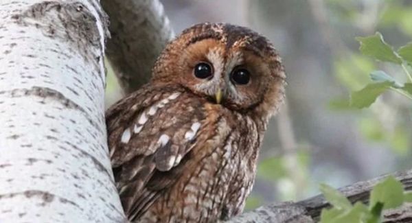 盘点各种呆萌生物,萌萌哒的动物图片大全