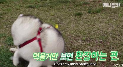 二哈减肥,为什么二哈会变瘦