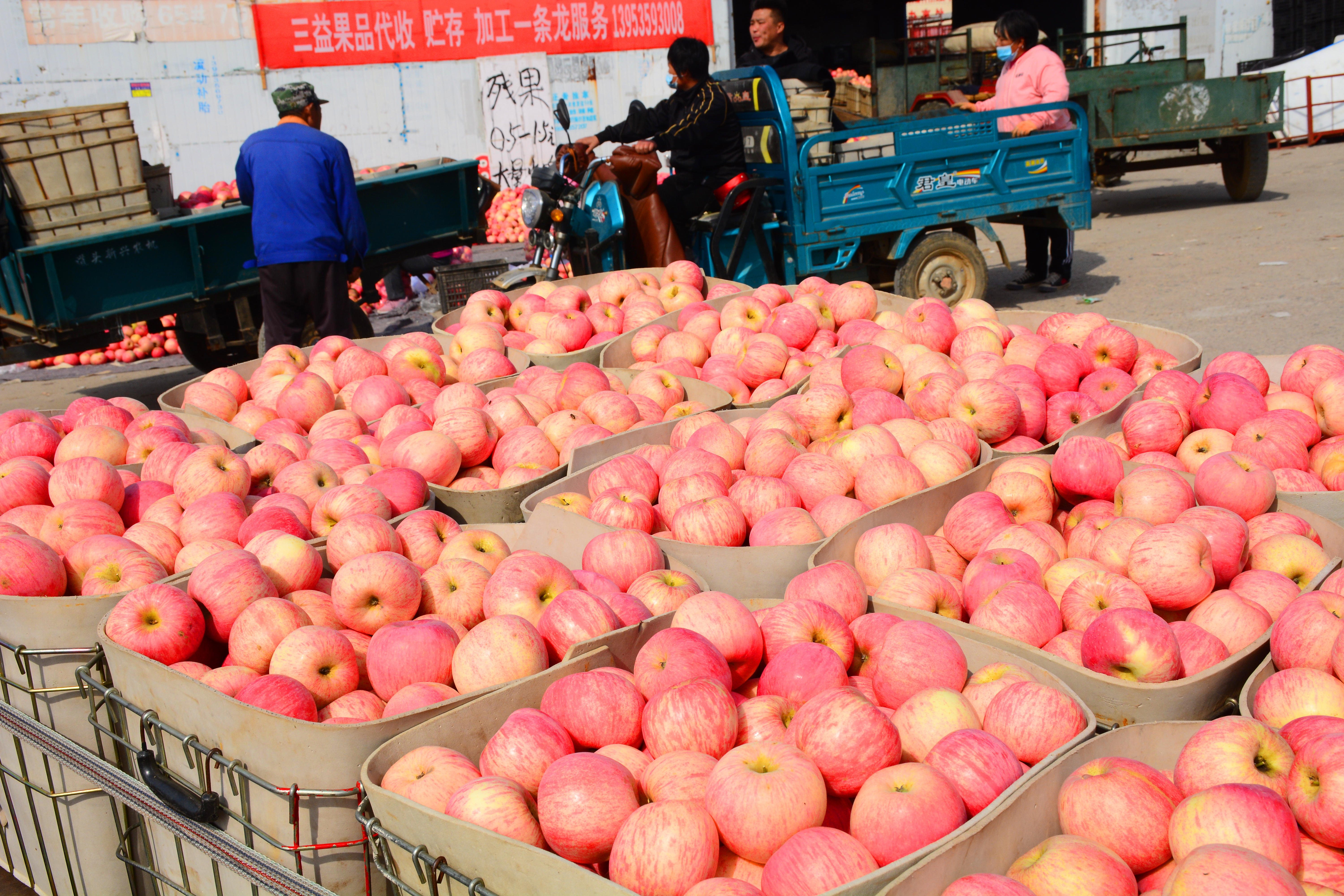 烟台苹果价格分析表,烟台蓬莱苹果价格表