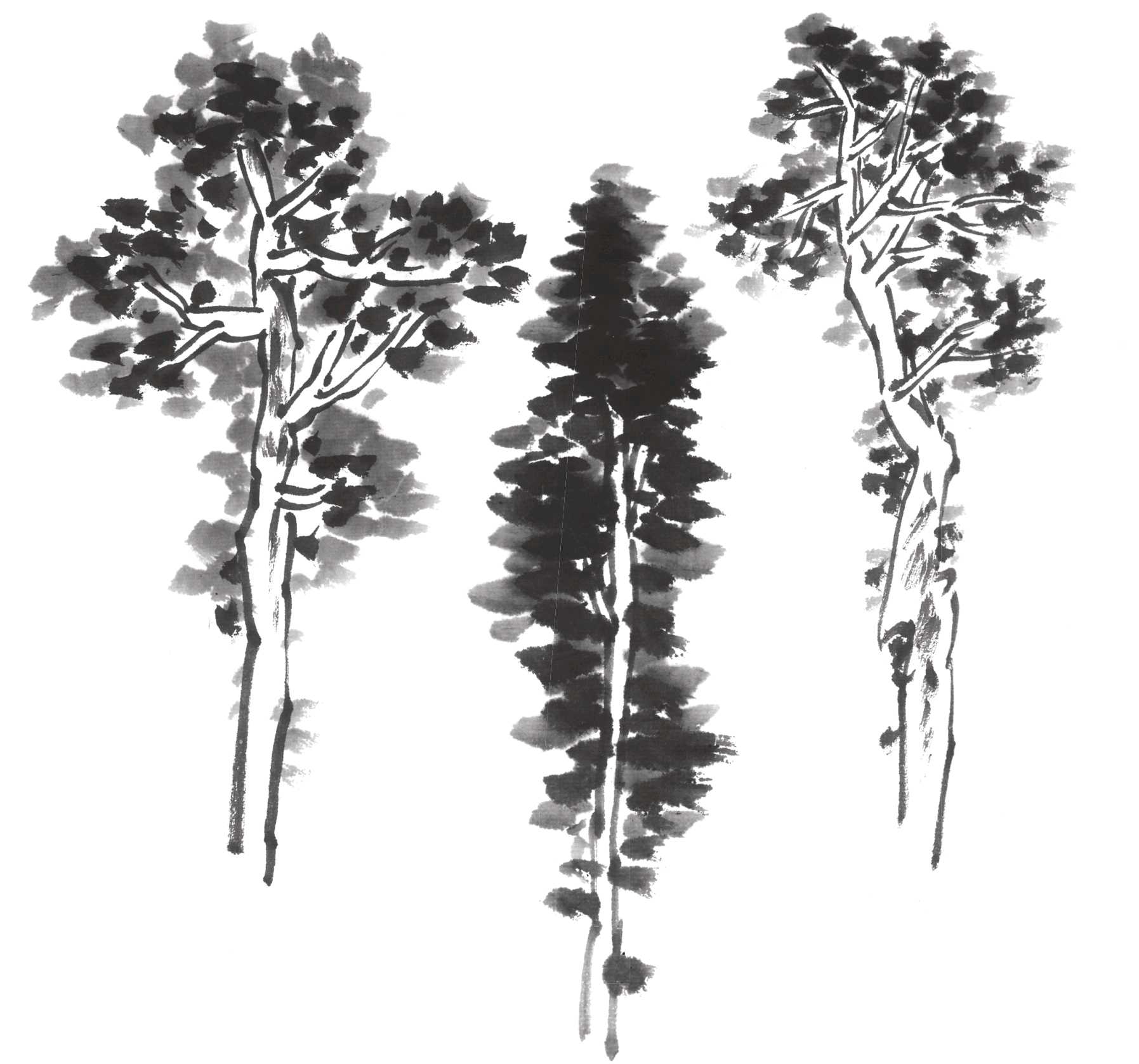 树画简单初学者教程,树画不好看了怎么改