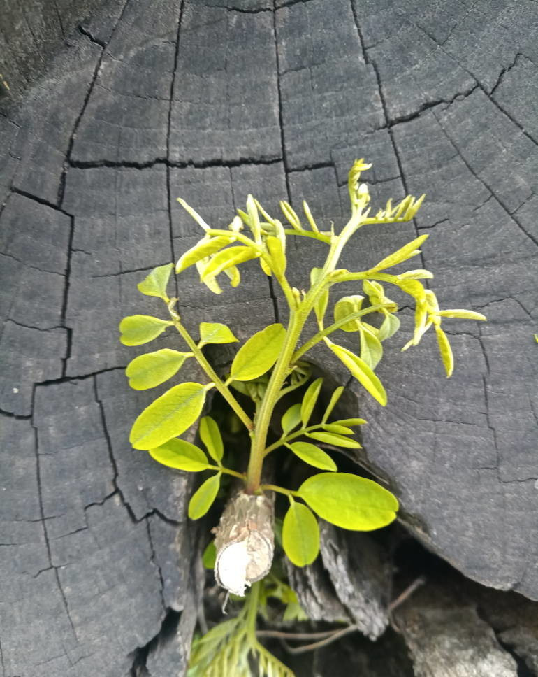 核桃树不结果是什么原因引起的,核桃树不怎么结果怎么办