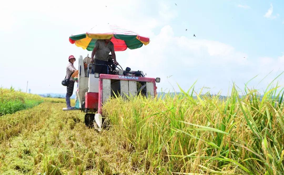 早稻价格最新行情,早稻最新行情分析