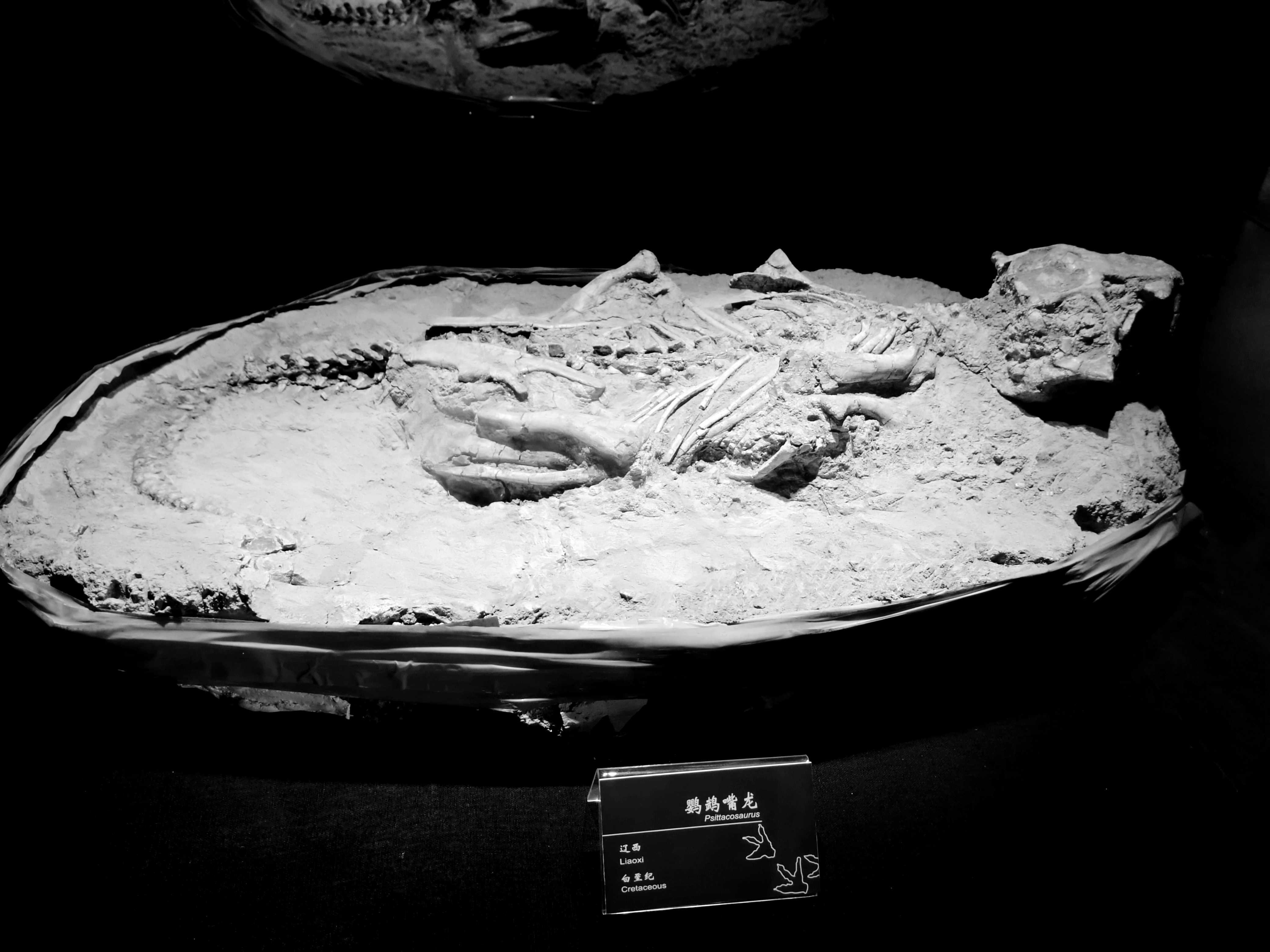 古生物博物馆视频,古生物博物馆