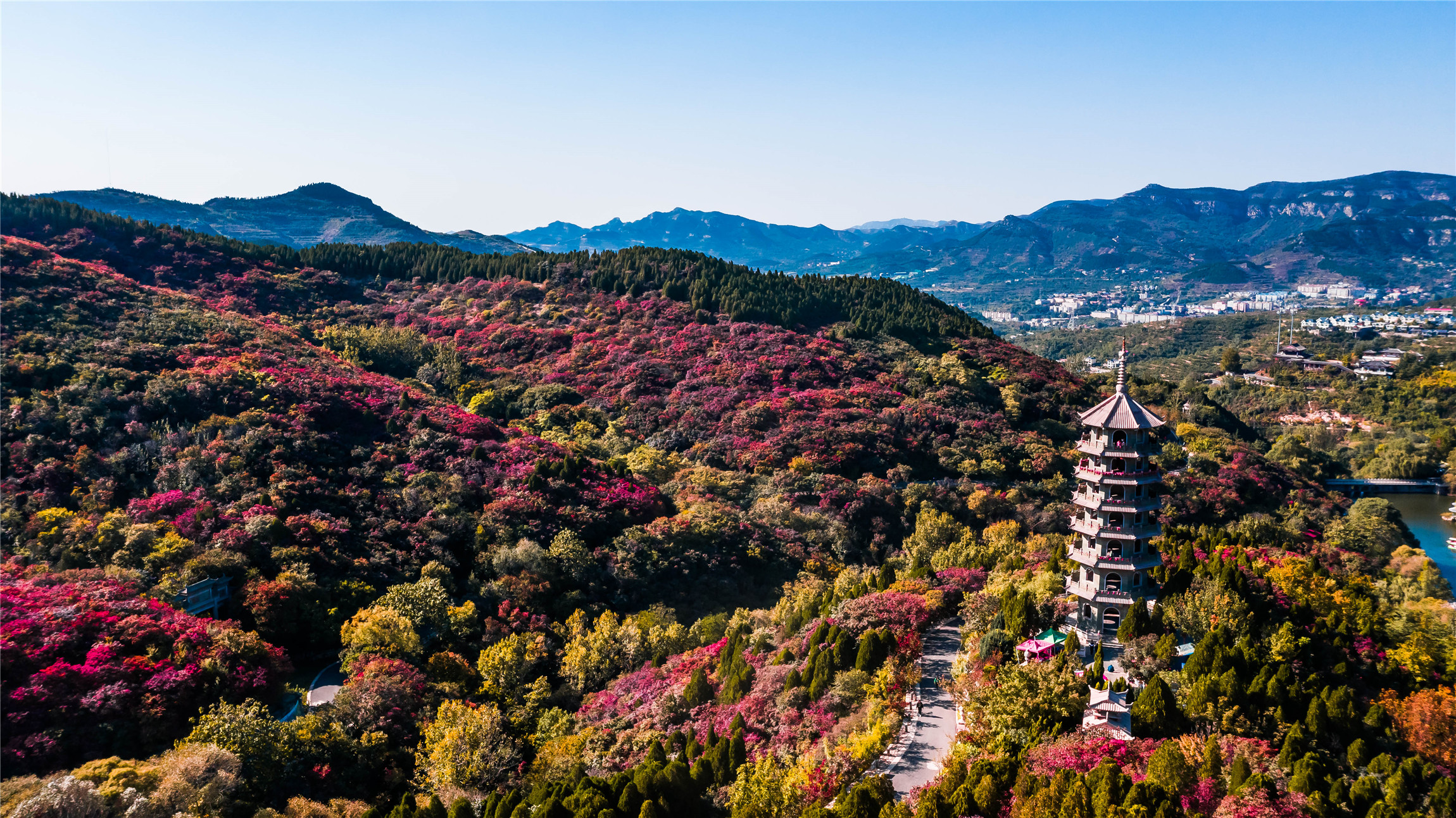 二十届济南红叶谷红叶节开幕,济南红叶谷今年最佳观赏红叶时间