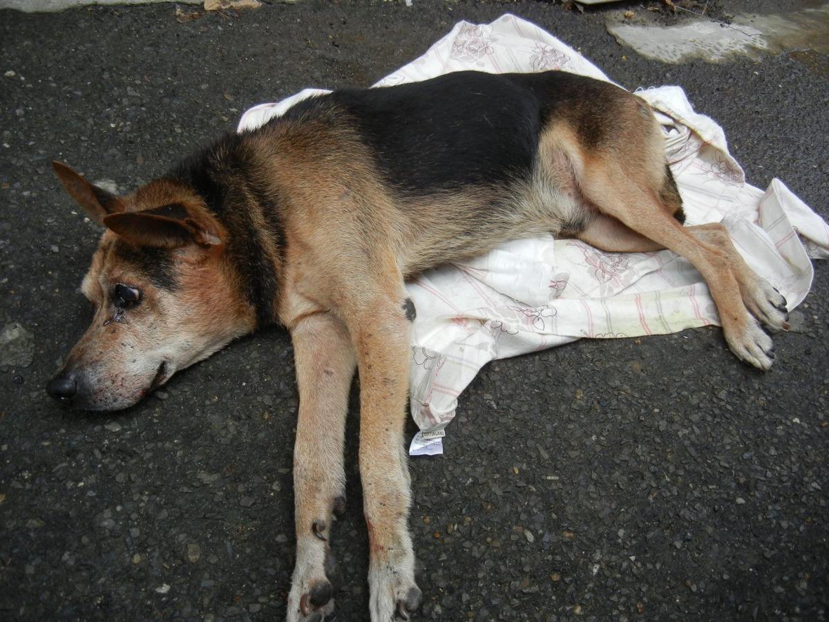 打狗狗的鼻子会造成什么后果,经常打狗狗有没有后遗症