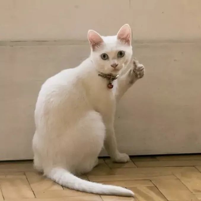 重磅礼物,大礼物开箱