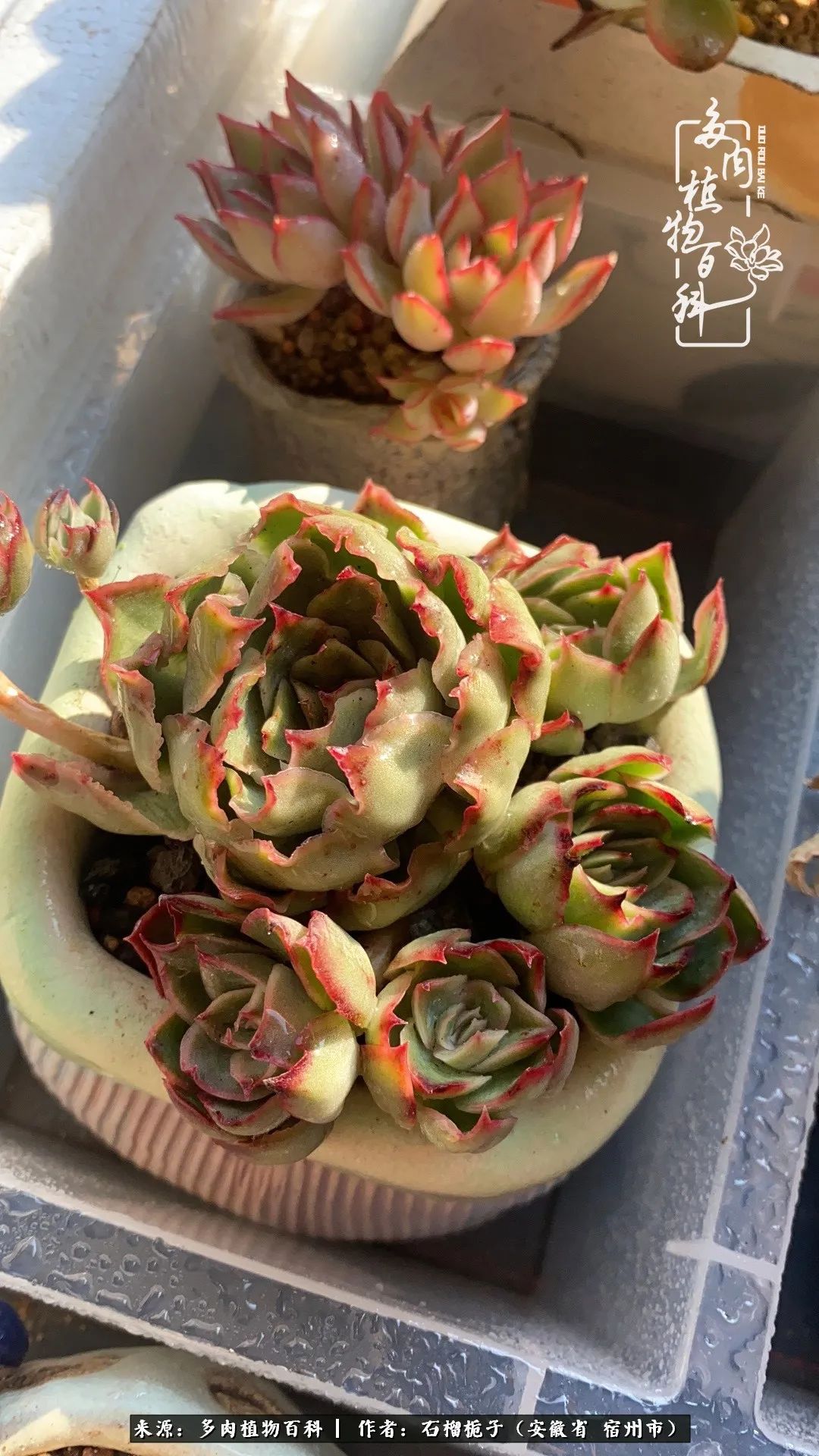 治愈系多肉：何以解忧，唯有多肉