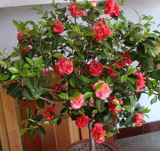 土养花如何杀虫杀菌,养花的土壤怎么样才能杀菌杀虫