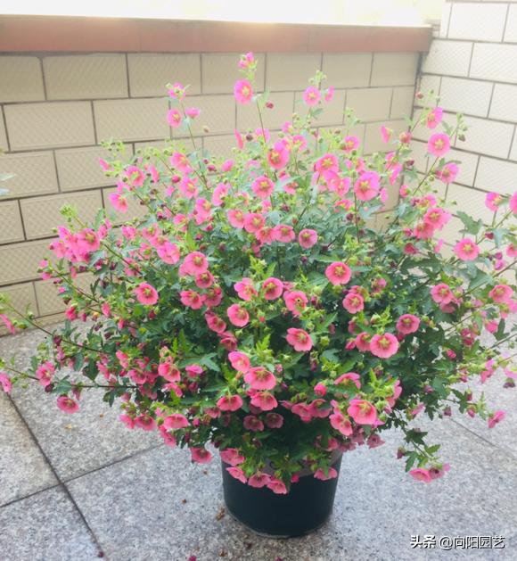 小木槿花施肥多了黄叶子怎么办,阳台绿植开花