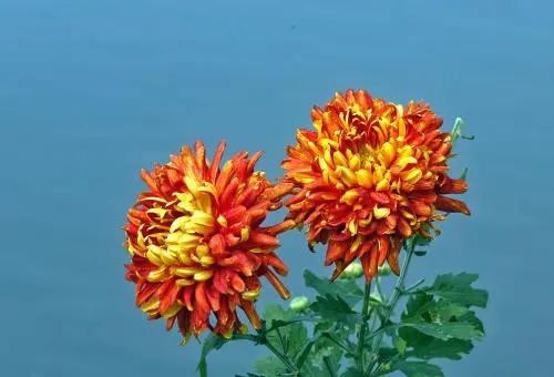 立秋，立秋！这43件事，上海人必须要去做