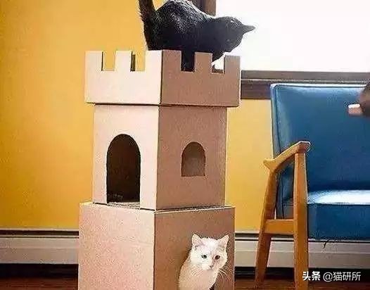 猫咪平替好物推荐,提高猫咪生活质量的几款好物