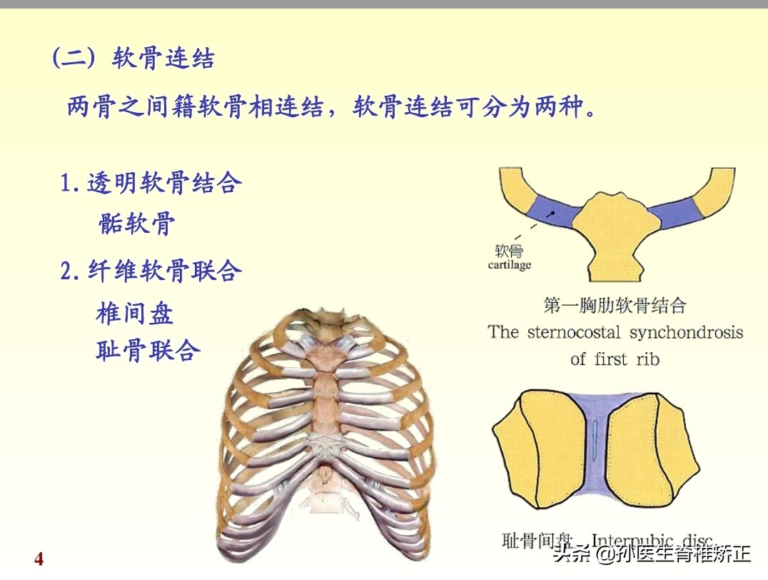 人体解剖学课件ppt,人体解剖学关节学