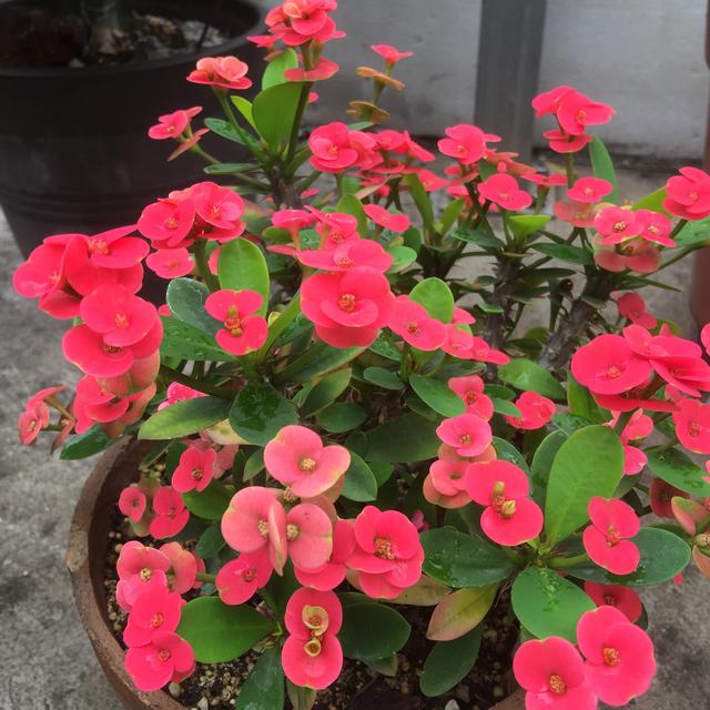 养春花专用盆,刺梅花怎么修剪才能开的花多