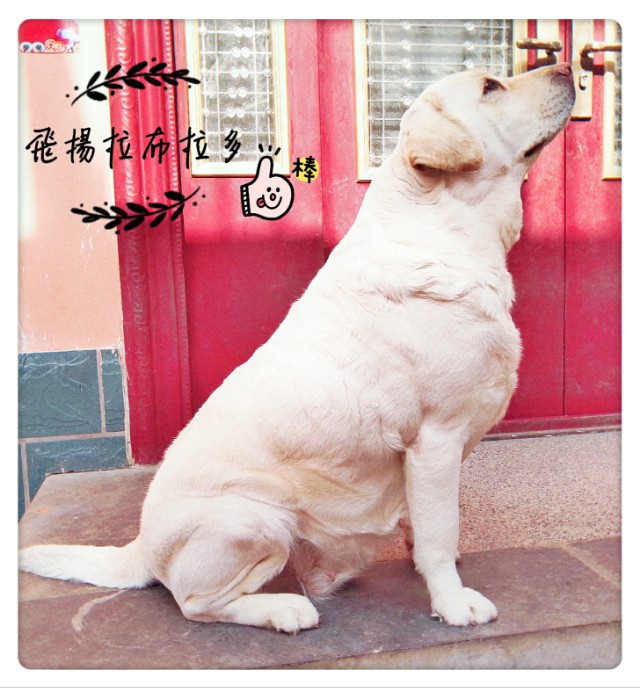 英系与美系金毛和拉布拉多,拉布拉多分为美系和德系英系