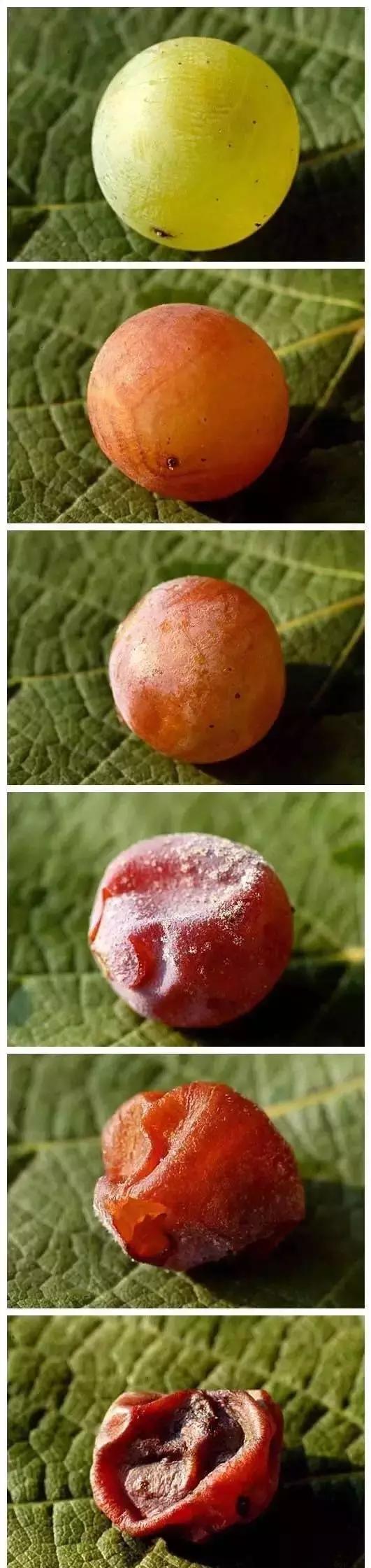 tba葡萄酒,tba贵腐甜白葡萄酒