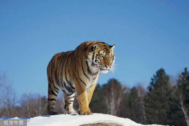 百兽之王老虎怎么打不过棕熊,老虎的克星第一名和第三名的区别