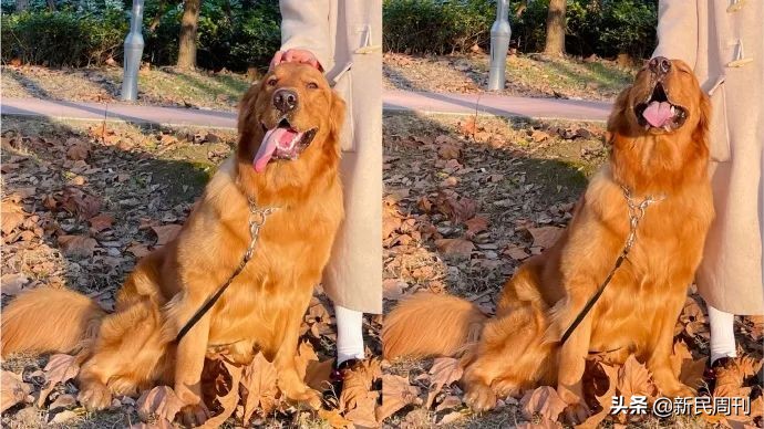 空运金毛死了,托运被热死的金毛