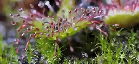 会捕食茅膏菜的昆虫,重庆首次发现能捕食昆虫的植物