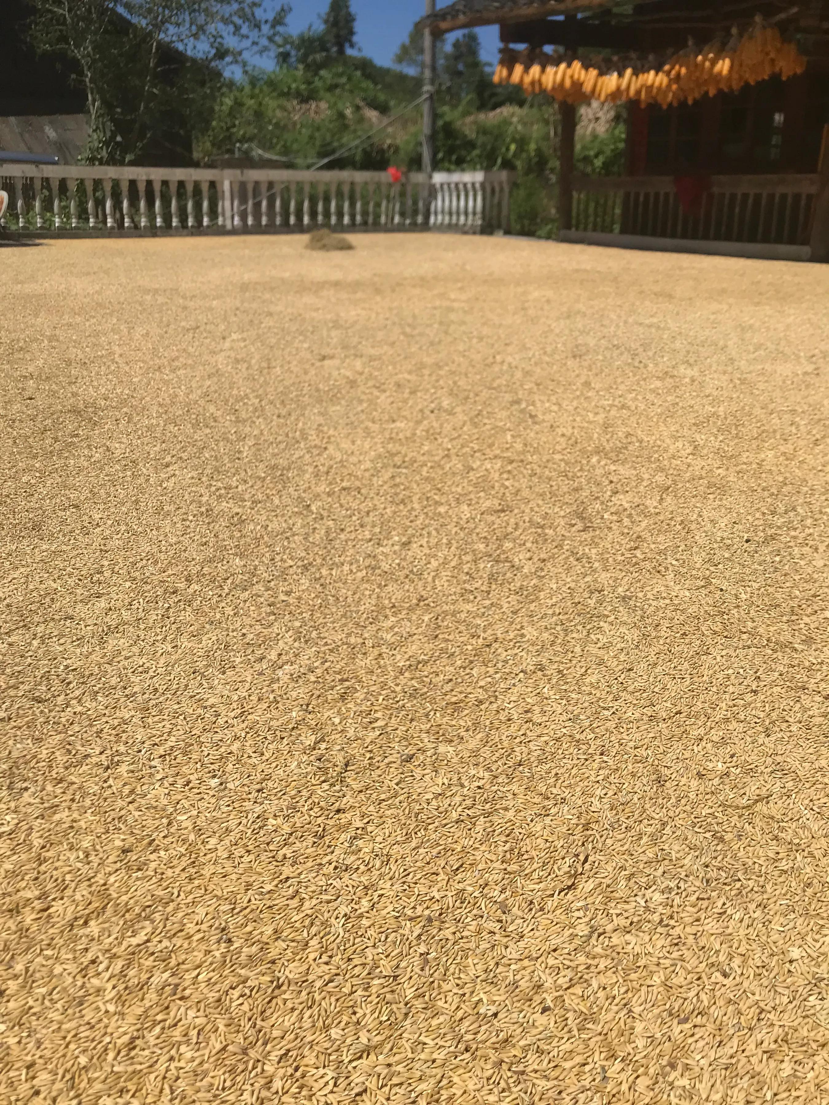 农村人种粮食，这些账必须要算清，算了才知道你的工钱是多少