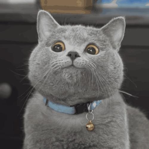 铲屎官们注意了猫咪为什么会腹泻,铲屎官发烧的视频