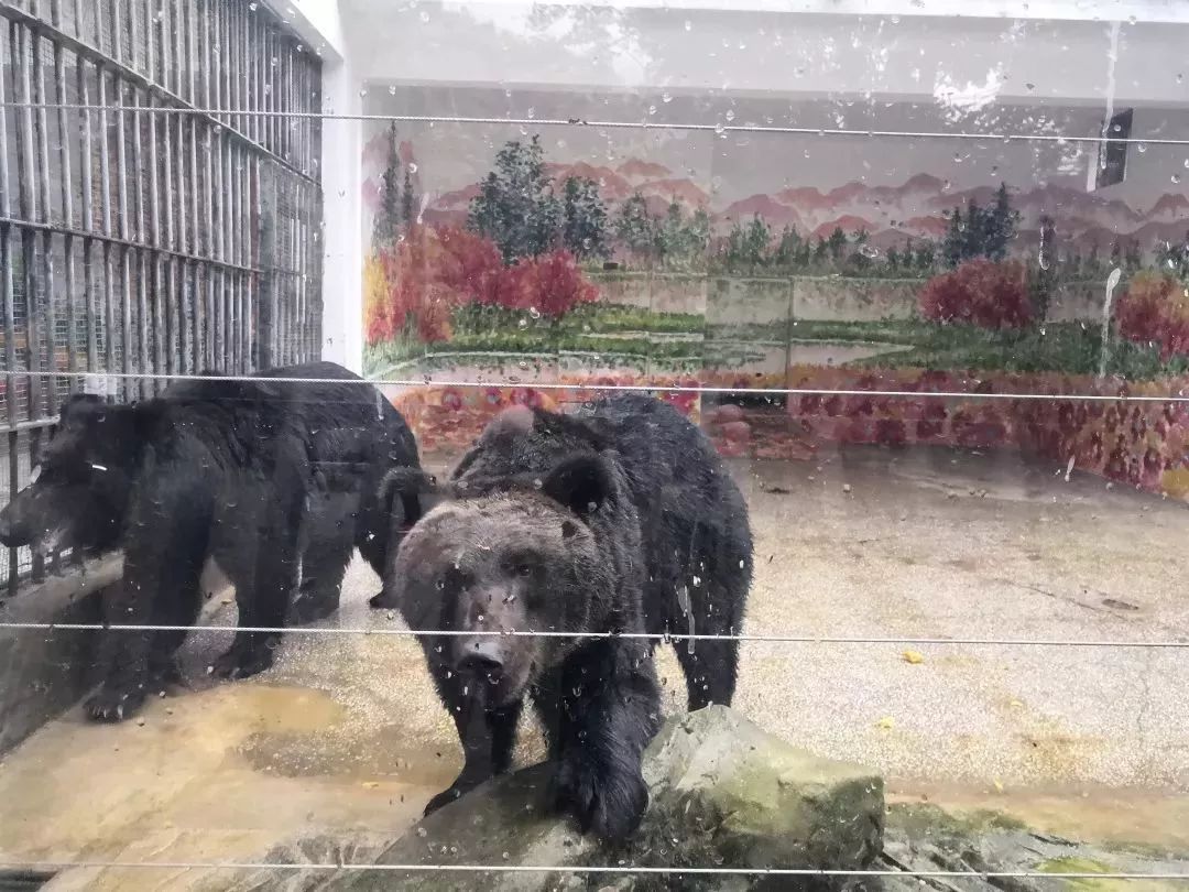 熊出没熊大熊二旅游,熊出没之熊大熊二乐园