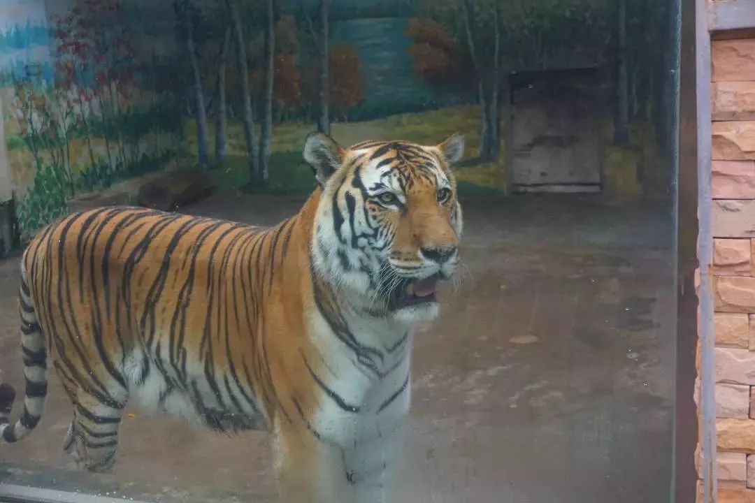 熊出没熊大熊二旅游,熊出没之熊大熊二乐园