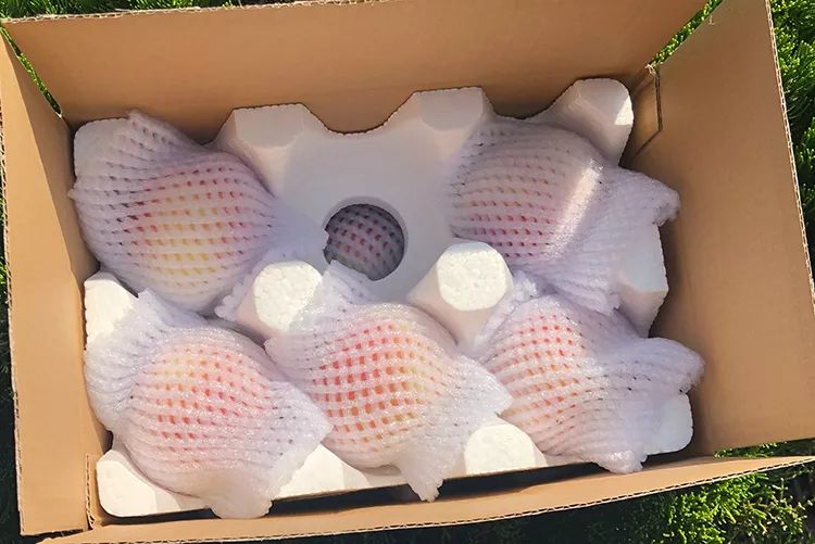 金秋红蜜桃打破吉尼斯世界纪录,金秋红蜜吉尼斯世界纪录