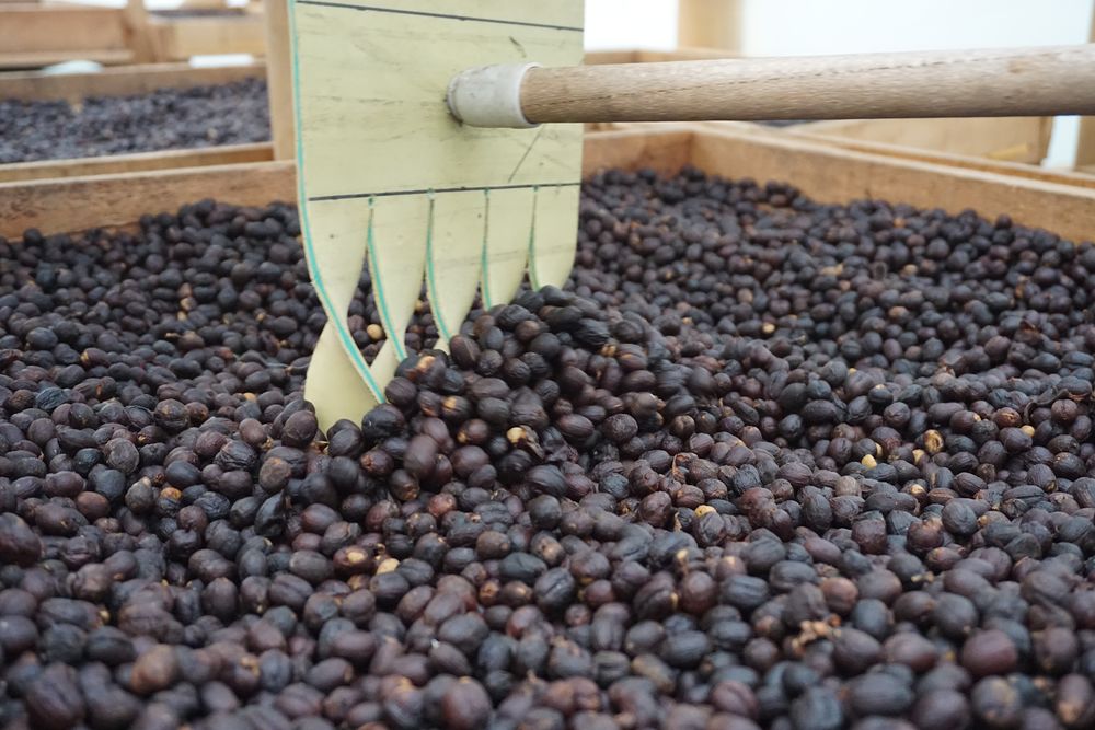 哥斯达黎加黑蜜咖啡,咖啡产区有什么区别