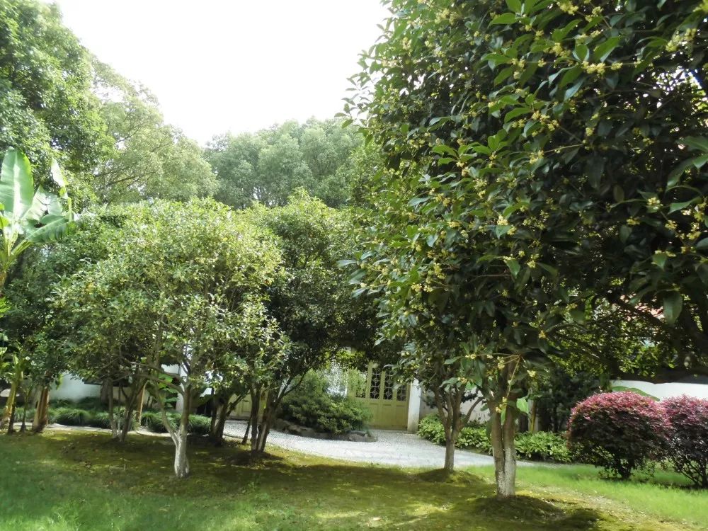 「乐活」寻找秋天的香气,这份赏桂地图请收好~