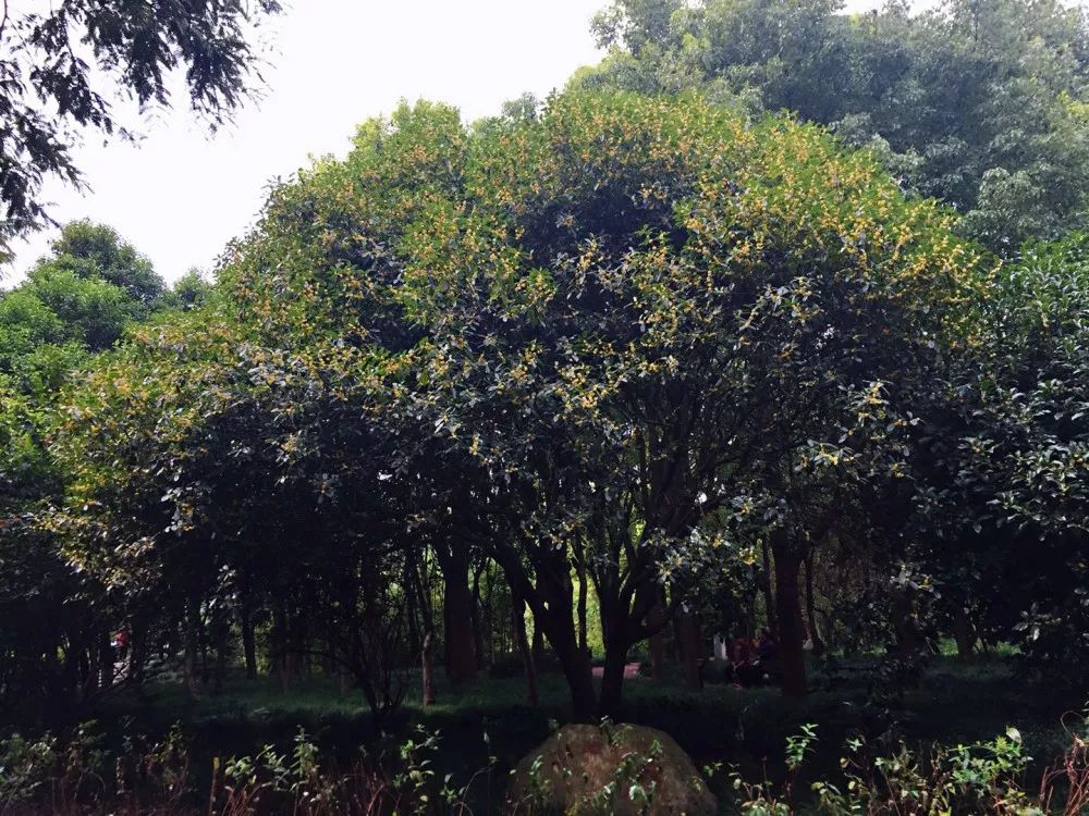 「乐活」寻找秋天的香气,这份赏桂地图请收好~