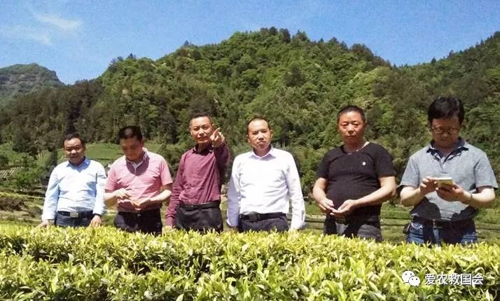 茶袋包装高档,茶袋茶叶包装