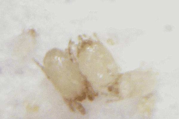 刘涛真人秀用的化妆品,刘涛林允素颜视频