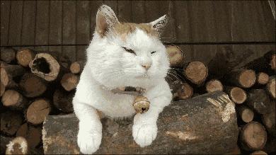 鲅鱼圈为什么那么火,为什么春风大