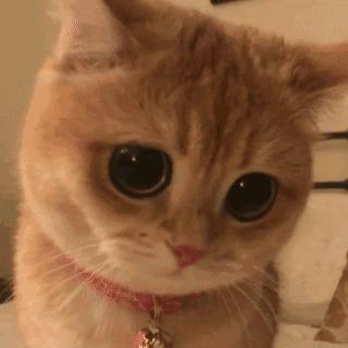 你代购吗?人肉代购回国开箱震惊所有人