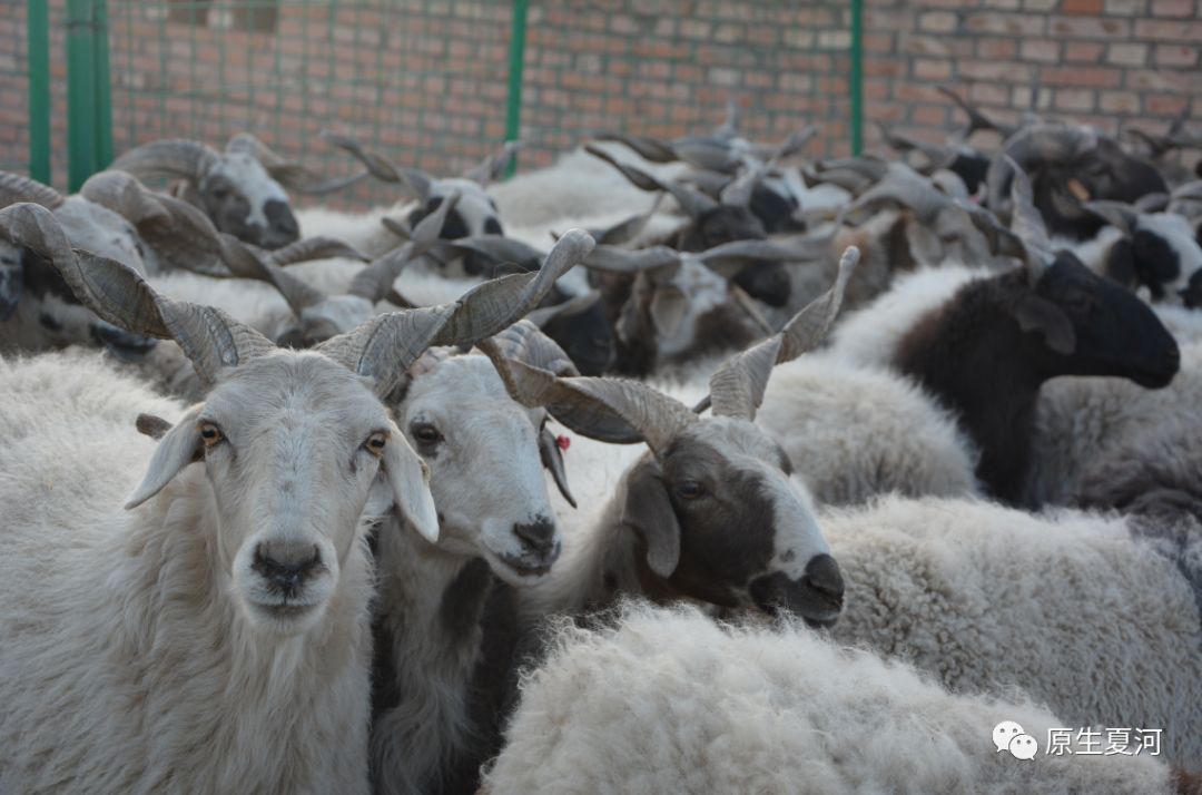 四川省阿坝州的甘加藏羊,甘肃夏河甘加藏羊价格