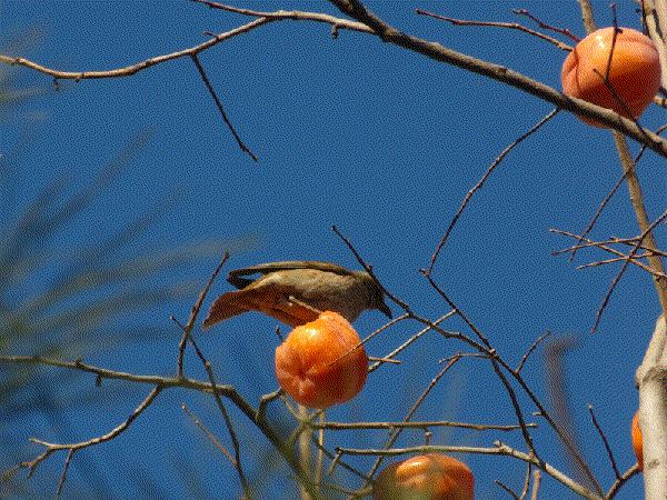 1036有礼啦!花开两岸,柿柿如意——10月20号自驾游报名啦!