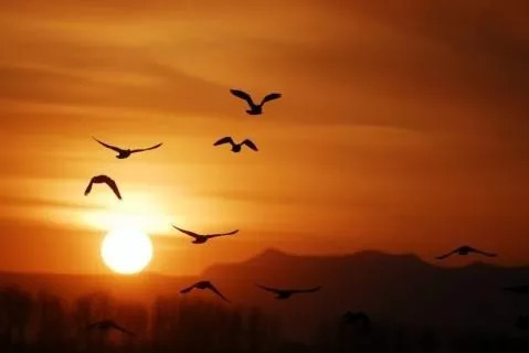 关于重阳节的一些信息,又到重阳